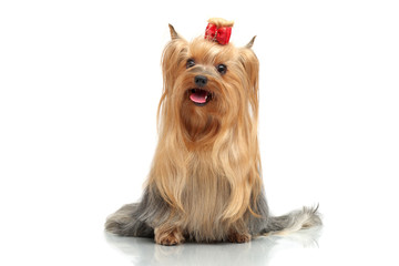 Adult dog yorkshire terrier