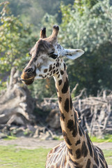 Giraffe