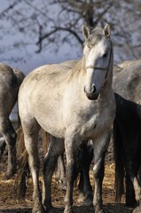 Obraz premium On the horse farm