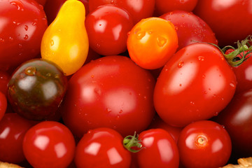 Bunter Haufen verschiedener Sorten Biotomaten nach der Ernte
