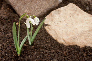 snowdrop