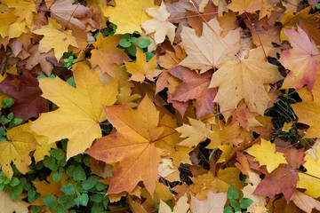 Foglie in autunno