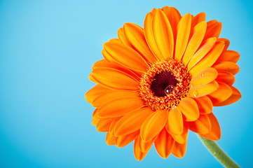 Orange Daisy Gerbera Flower on blue background