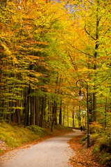 Naklejka premium Foglie e colori in autunno