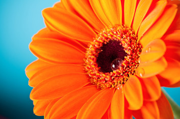 Orange Daisy Gerbera Flower on blue background