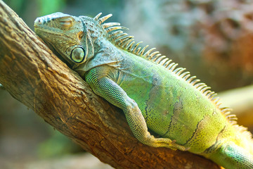 big iguana on wood - obrazy, fototapety, plakaty