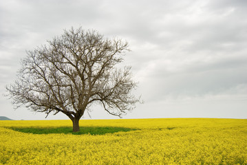 Lonely Tree in a Yellow Field