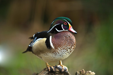 Wood Duck