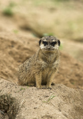 Fototapeta premium suricata suricatta II