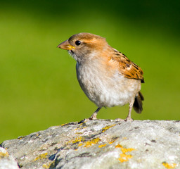 Sparrow