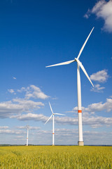 Fototapeta premium Windmills in crop