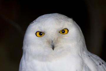 Obraz premium Head of a female snowy owl (Bubo scandiacus)
