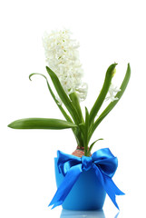 beautiful white hyacinth in blue flowerpot isolated on white