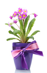 Beautiful purple primrose in a flowerpot isolated on white