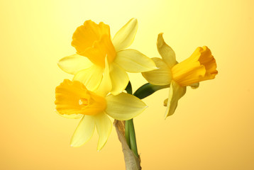 beautiful yellow daffodils on yellow background