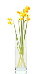 beautiful yellow daffodils in transparent vase isolated on white