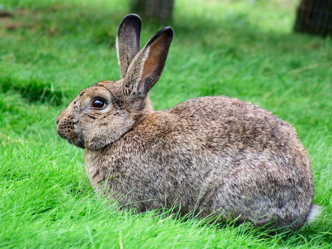 Grey rabbit in the grass