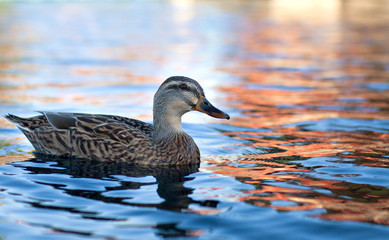 Wild duck on a lake