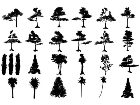 Tree silhouettes