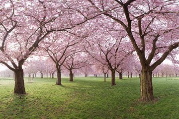 Fototapeta na wymiar Japońska wiśnia kwiaty, wiersze drzewa w parku