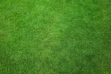 Field of fresh grass