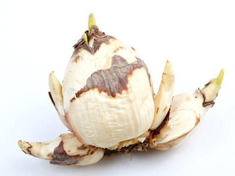narcissus bulb