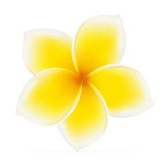 Frangipani. Asian yellow flower