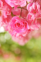 濃いピンク色のバラと水滴