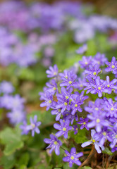 Obraz premium Hepatica nobilis
