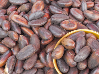 Roasted Elater Iospermum Tapas Blume Seed