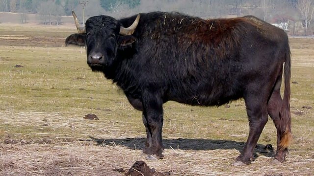 bull black