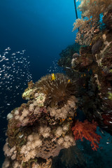 Glass fish and coral in the Red Sea.
