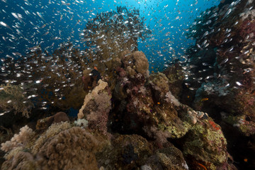 Glass fish and coral in the Red Sea.
