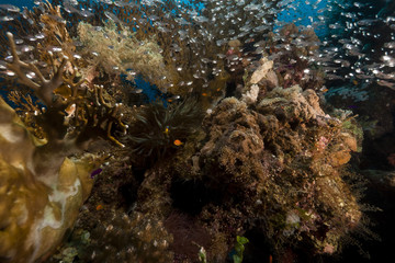 Glass fish and coral in the Red Sea.