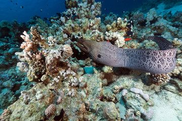 Giant moray free swimming in the Red Sea.