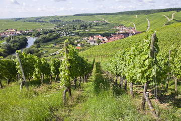 Fototapeta na wymiar winorośli w Unterfranken w głównej pętli