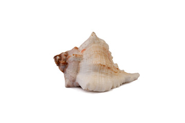 shell on white