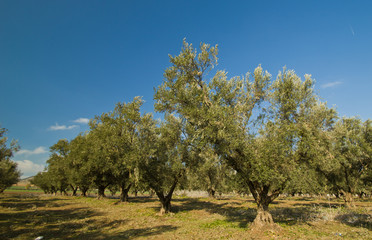 plantation of olive trees