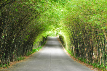 bamboo road