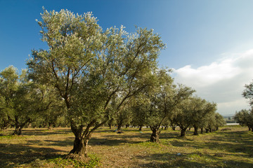 Naklejka premium plantation of olive trees