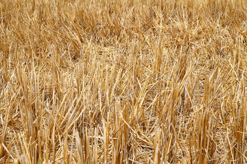 straw rice on field