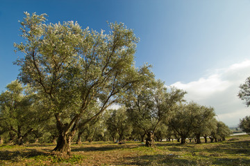 Fototapeta na wymiar plantacji drzew oliwnych