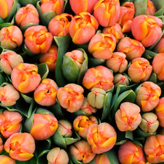 tulpen