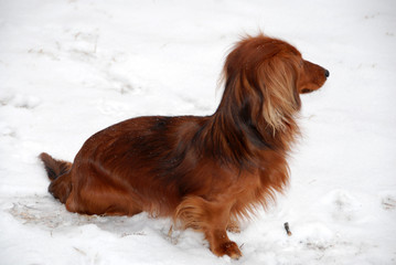 Long-haired dachshund in snow