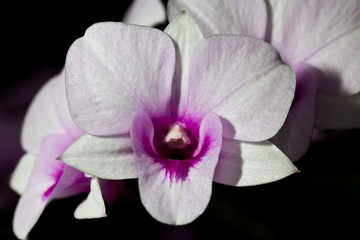 Purple and white orchids.