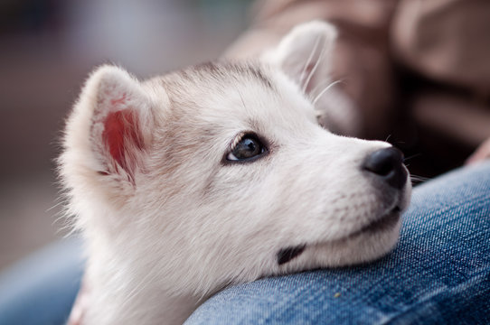 Alaska Puppies