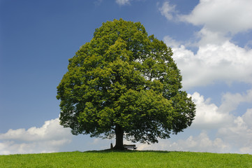 Linde Baum
