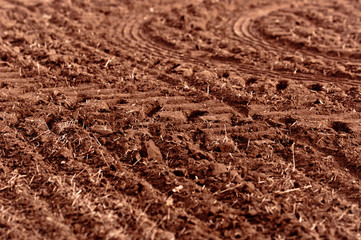 Dry soil with dead plants