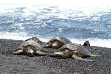 Obraz premium green sea turtles (Big Island, Hawaii)