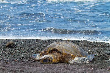 green sea turtle (Big Island, Hawaii)